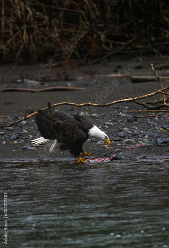 Majestic American bald eagle eats salmon fish carcass on rocks by the river in rain in Pacific Northwest USA