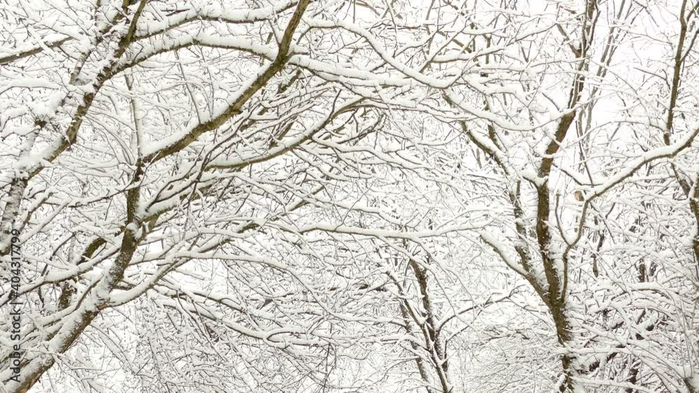 Bare Forest Trees Frosted In Snow During Winter Season At The Park In Ontario, Canada - tilt-up Bare Forest Trees Frosted In Snow During Winter Season At The Park In Ontario, Canada - tilt-up