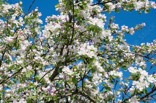 Luxuriantly blooming apple tree against the blue sky