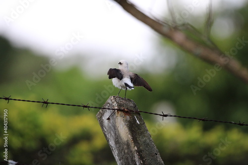 cute bird