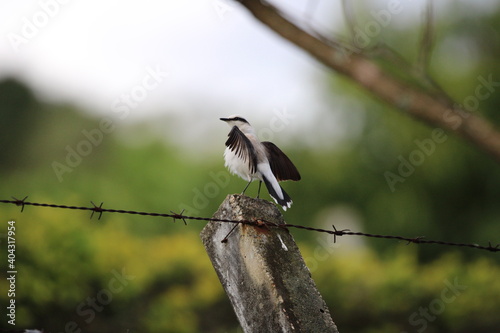 spotted woodpecker