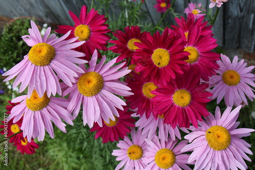 pink  pyrethrum flowers
