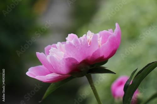 pink peony flower