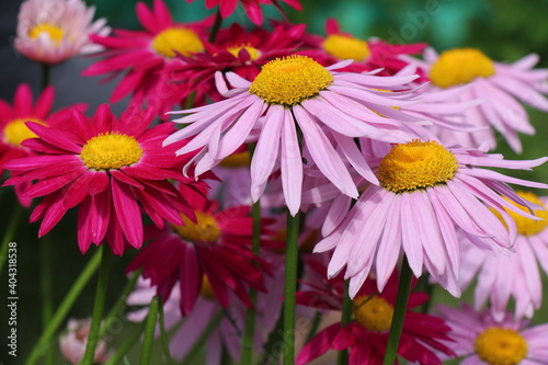 colorful flowers in a garden