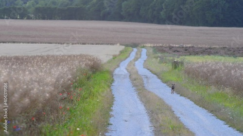 Hare running on a road between two Canola fields photo