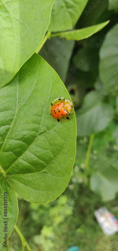 ladybird on a leaf ladybird on a leaf