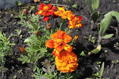 orange marigold flowers in the garden