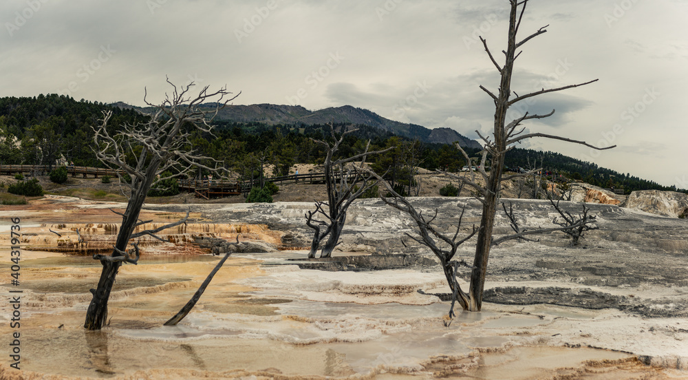 Panorama shot of dead tree in mammoth hot springs in yellowstone national park in america Panorama shot of dead tree in mammoth hot springs in yellowstone national park in america