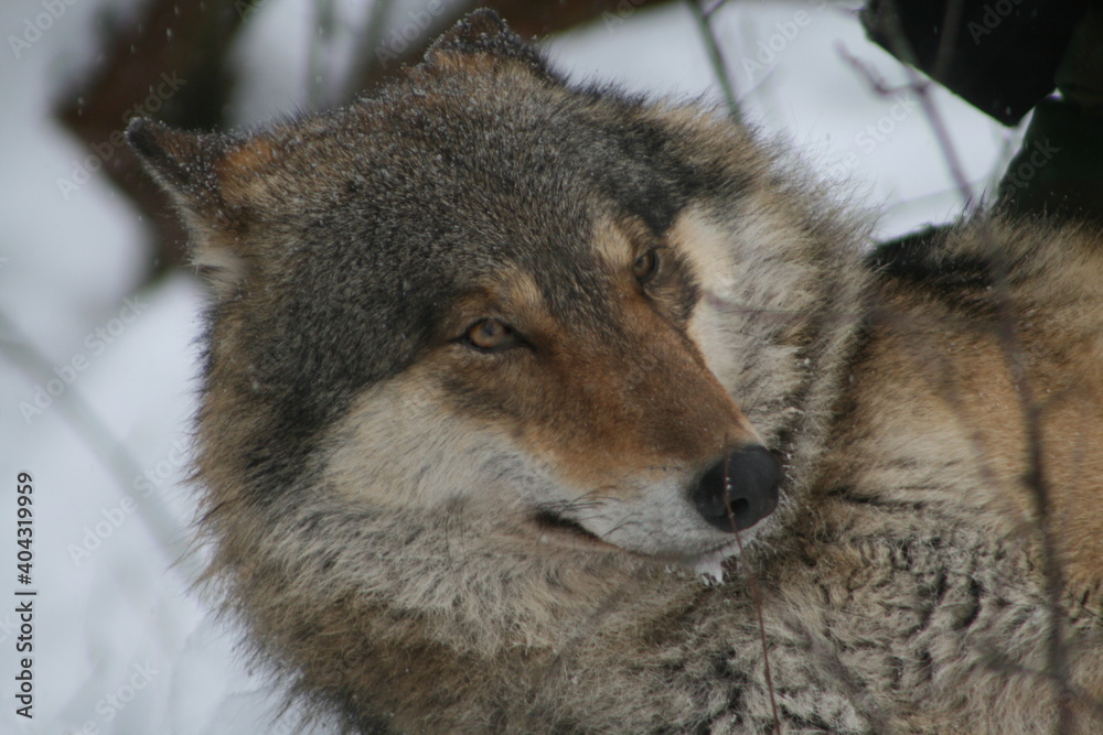 Adult wild male wolf in winter forest, captured in Belarus Adult wild male wolf in winter forest, captured in Belarus