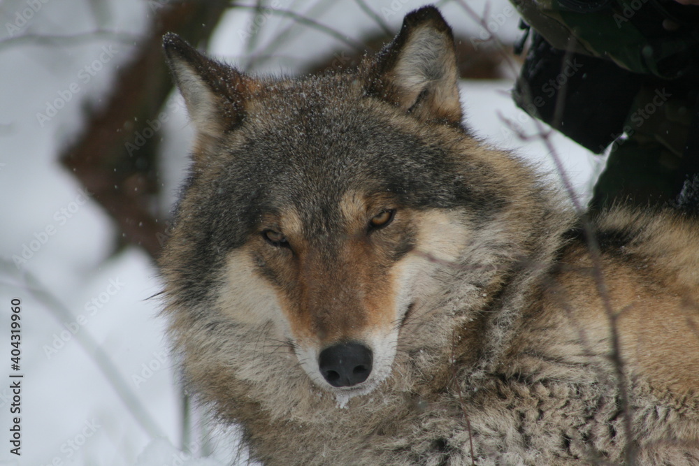 Adult wild male wolf in winter forest, captured in Belarus