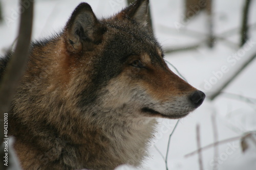 Adult wild male wolf in winter forest  captured in Belarus