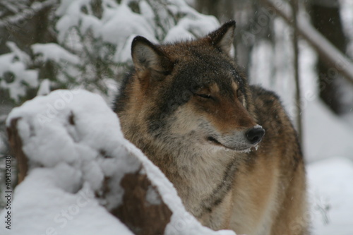 Adult wild male wolf in winter forest  captured in Belarus