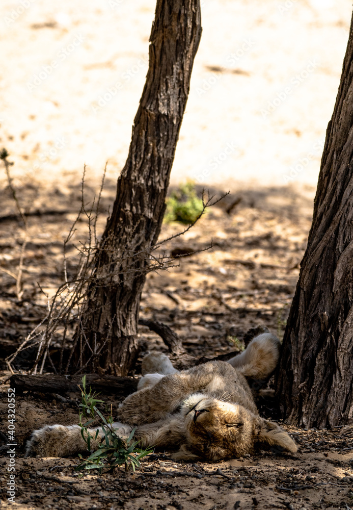 Löwenbabys in der Kalahari, Kgalagadi Transfontier Park, Namibia Löwenbabys in der Kalahari, Kgalagadi Transfontier Park, Namibia