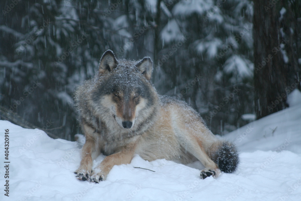 Obraz premium Adult wild male wolf in winter forest, captured in Belarus