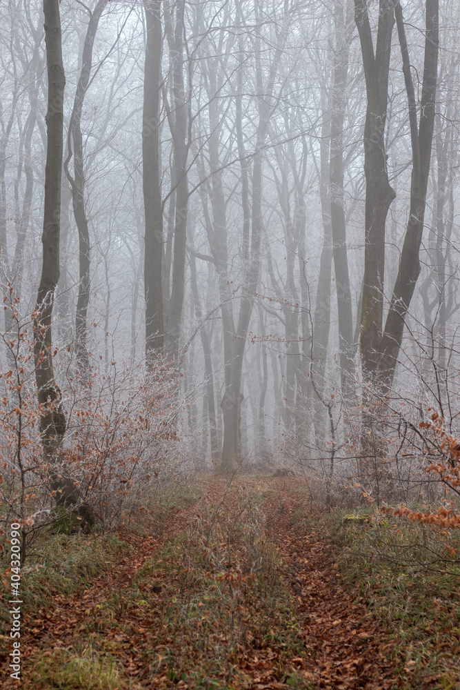 forest in the fog forest in the fog