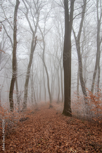 fog in the forest © Sławomir Bodnar