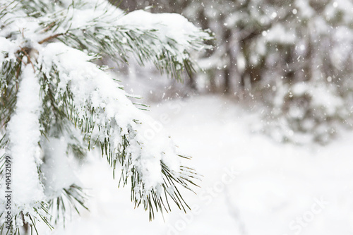 Snow-covered trees in the forest after a snowfall. Spruce and pine trees in white, natural background. Long needles of needles, seasons. Copy space