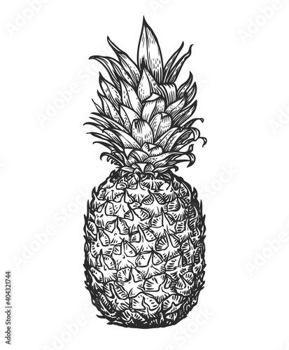 Whole pineapple. Tropical fruit, food sketch vector illustration