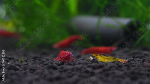 Colorful dwarf freshwater shrimps in an aquarium