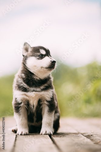 Four-week-old Husky Puppy Of White-gray-black Color Sitting On Wooden Ground And Looking Into Distance