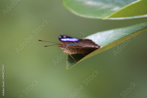 butterfly on leaf