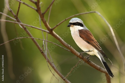 A beautiful brown shrike (Lanius cristatus) sitting on the brown dry branch in morning sun.