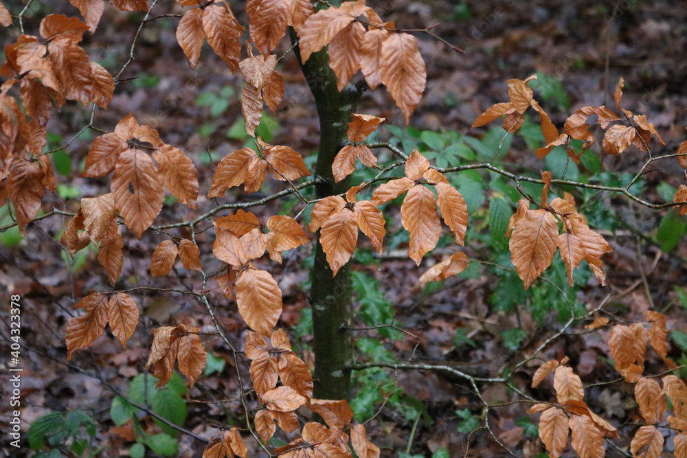 Background of assorted brown beech tree foliage in autumn and other foliage Background of assorted brown beech tree foliage in autumn and other foliage