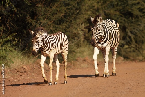 A Mountain Zebra  Equus zebra  mother with a baby in grassland with dry grass in background.