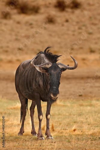 A blue wildebeest (Connochaetes taurinus) calmly staying in dry grassland.