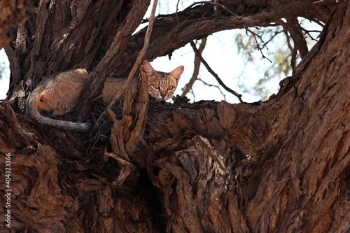 Canvas Print A wildcat (Felis silvestris) lying closeup  in the shade on the branch in the big tree