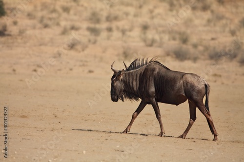A wildebeest (Connochaetes taurinus) calmly walking in dry grassland.