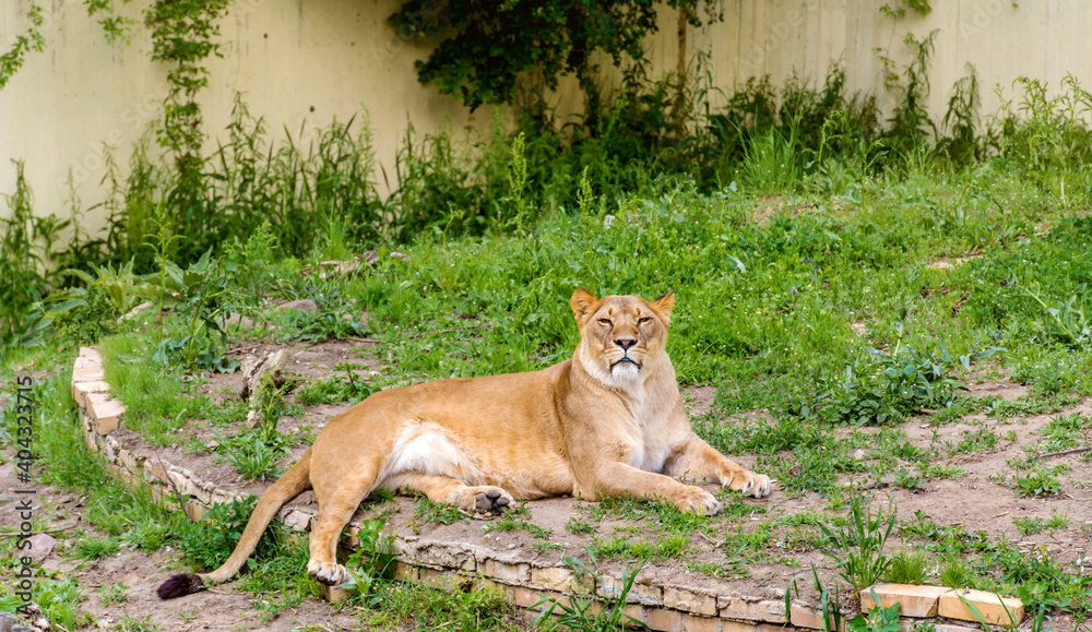 Obraz premium Female Lion Laying on the Grass in the Zoo 