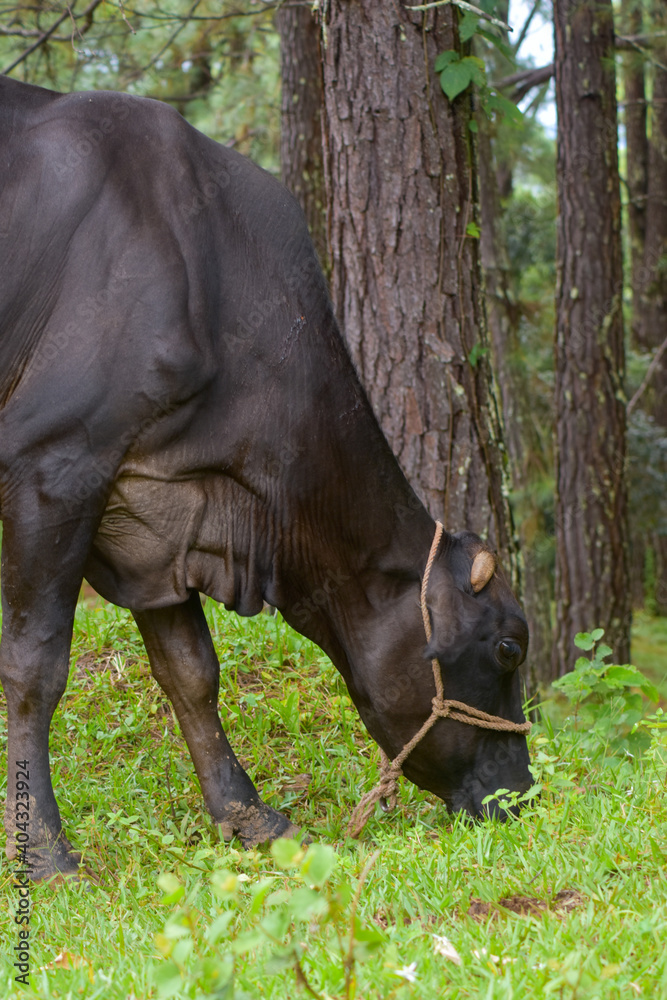 Fototapeta premium Cow in field