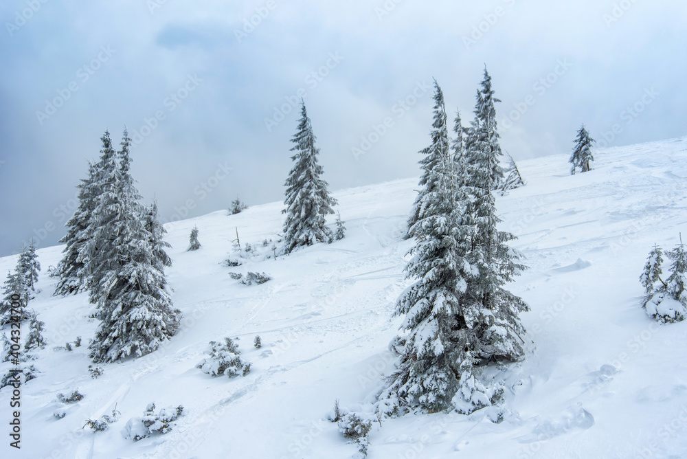 fir trees  and mountains covered with snow. beautiful winter landscape