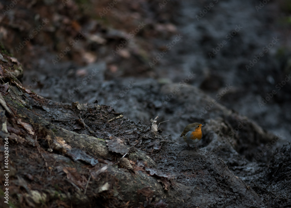 Robin bird on the muddy footpath. Robin bird on the muddy footpath.
