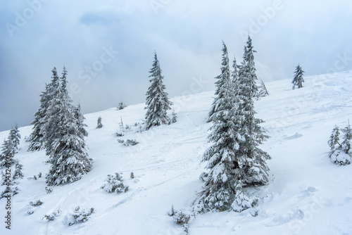 fir trees  and mountains covered with snow. beautiful winter landscape © ver0nicka