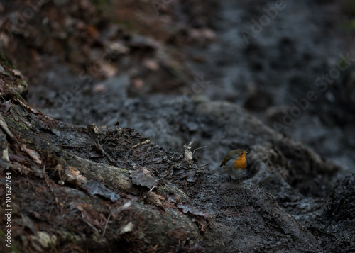 Robin bird on the muddy footpath.