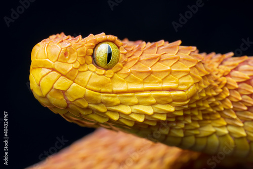 Canvas Print Close-up of a venomous Bush Viper snake