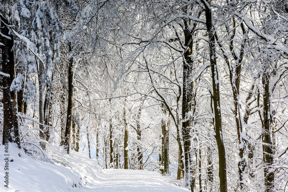 Beech forest in the snow Beech forest in the snow