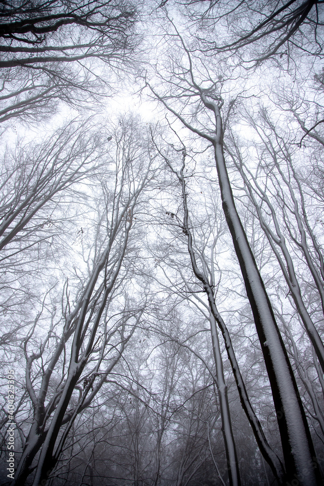 Looking up through the trees in the woods, who are covered in snow on a foggy day. Looking up through the trees in the woods, who are covered in snow on a foggy day.