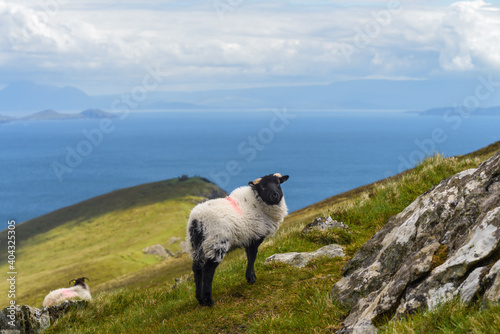 Cute sheep on the hills of Achill Island, County Mayo on the west coast of the Republic of Ireland  