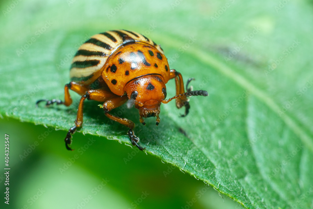 Naklejka premium Crop pest, the Colorado potato beetle sits on the leaves of potatoes