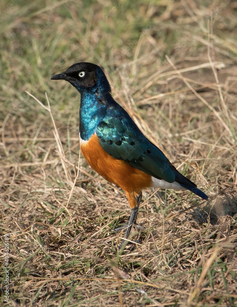 Superb starling in Kenya.