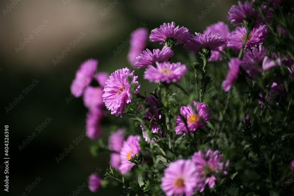 Flowers in the garden Flowers in the garden