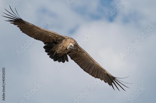 A white-backed vulture descends with wings spread soars above the savanna of the Maasai Mara during the great migration.