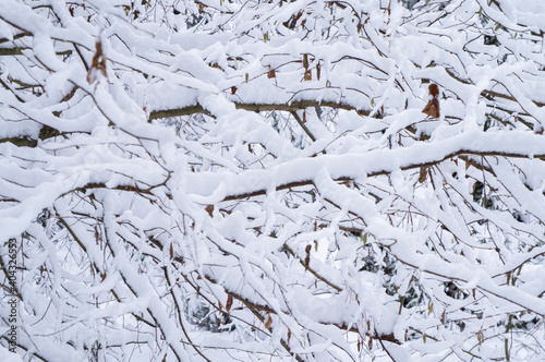 White snowy branches close up in the forest