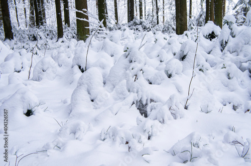 Snow white cover in the forest close up