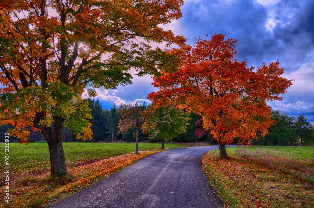 Maple trees with colored leafs along asphalt road at autumn/fall daylight. Countryside landscape, sunlight,cloudy sky.  .