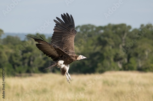 A hooded vulture in flight in the Great Wildebeest Migration.
