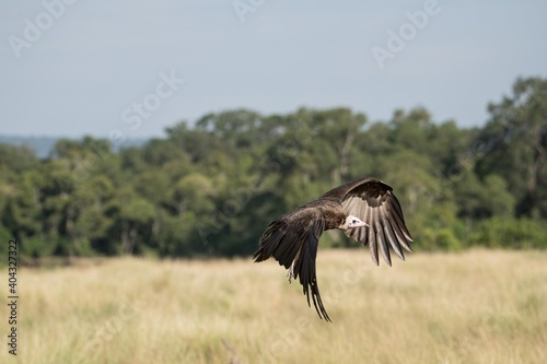 A hooded vulture in flight in the Great Wildebeest Migration. © Martin